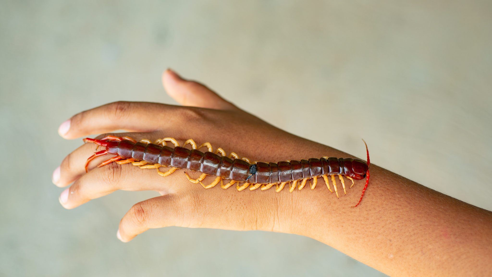 Hand with centipede