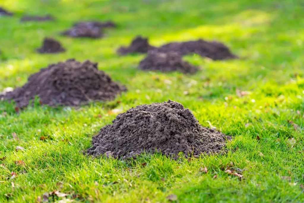 You can use vinegar on mole hills and tunnels to get rid of them as they don't like the smell. 