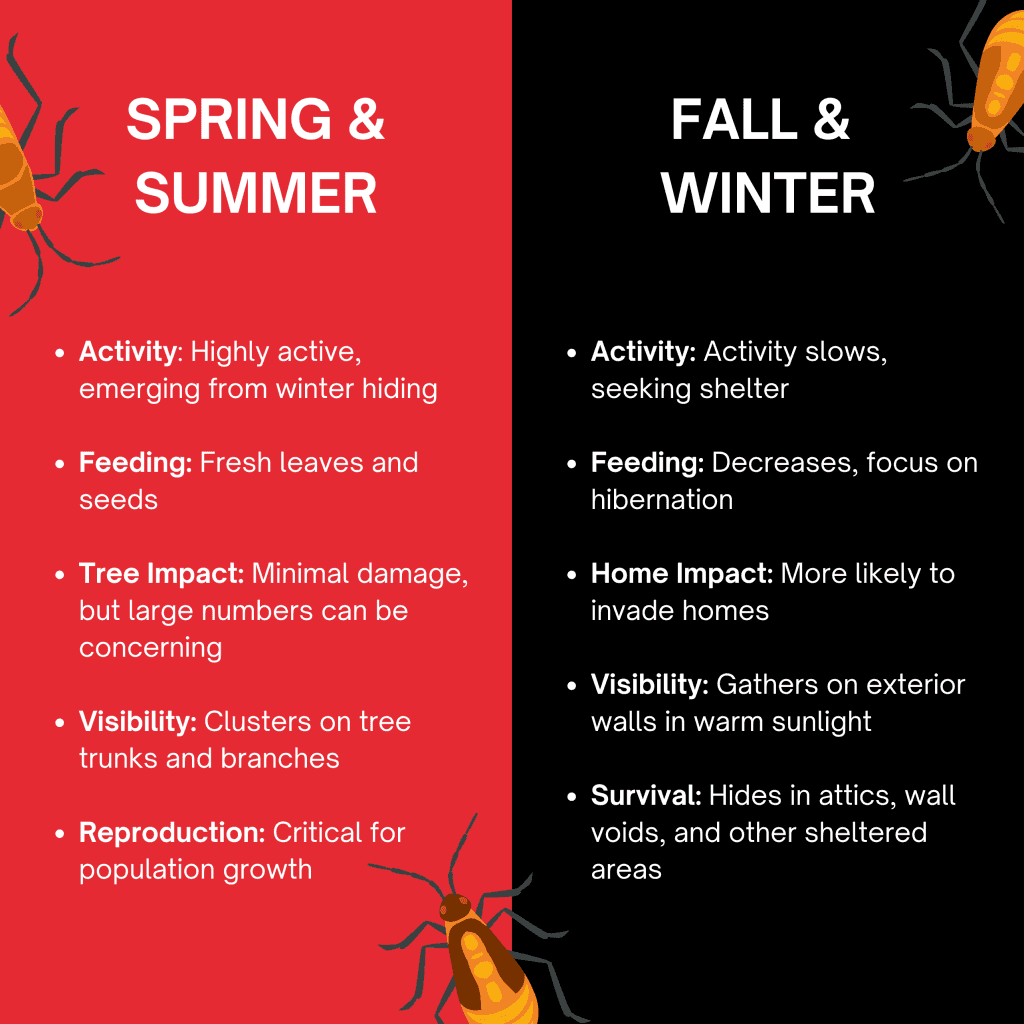 Boxelder Bugs Feeding Habits in Different Seasons