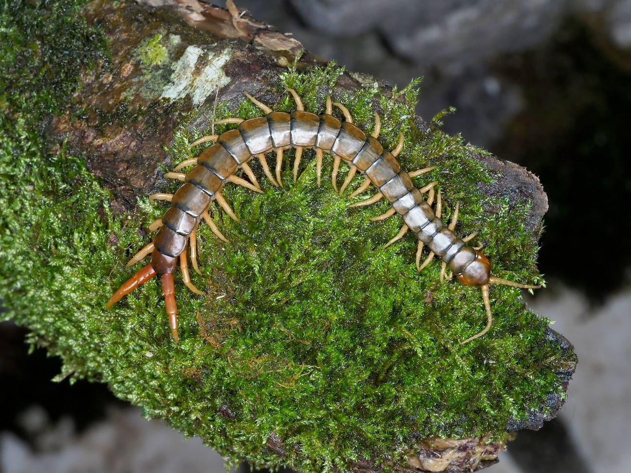 Centipedes like to eat and lay on moss because of the moisture.