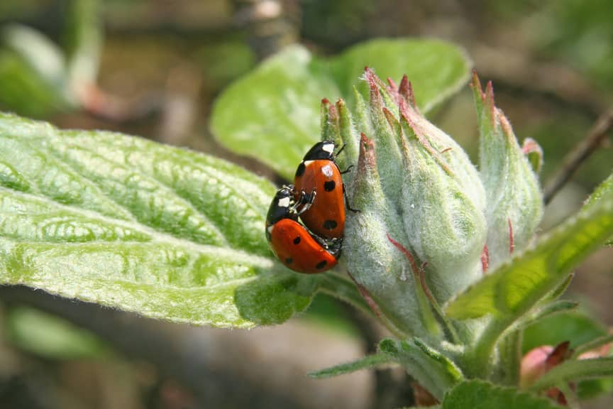 Ladybugs help control spider mites. 