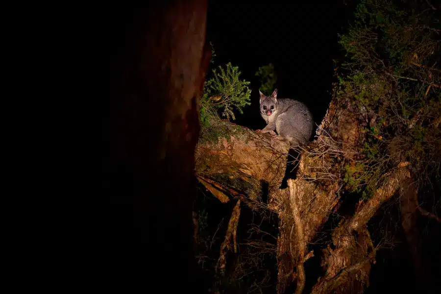 Possums like to climb trees but will usually live in attics or burrows. 