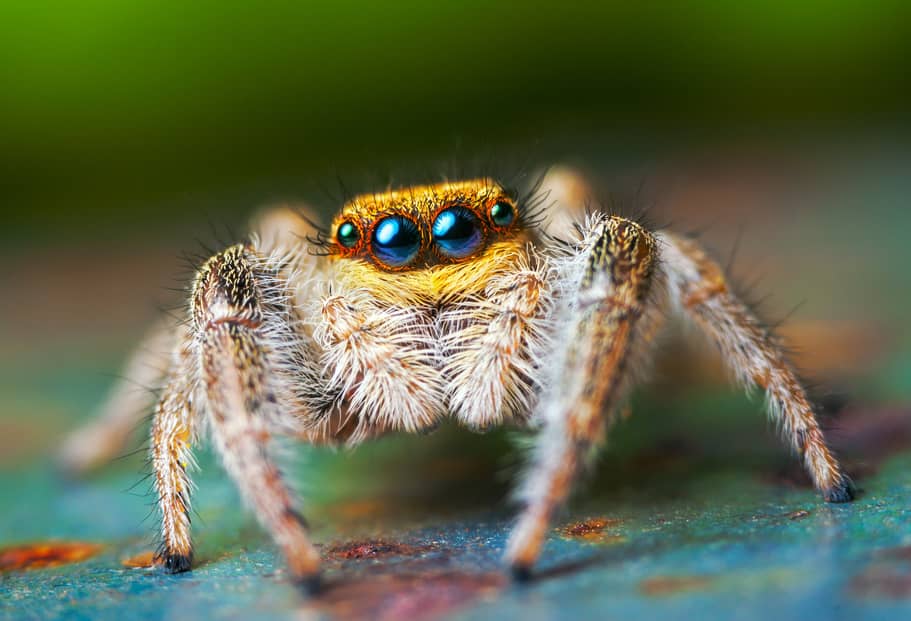 How Long Do Jumping Spiders Live? | AAA Pest Control | South 