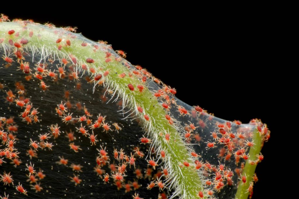 Spider mites on a branch. 