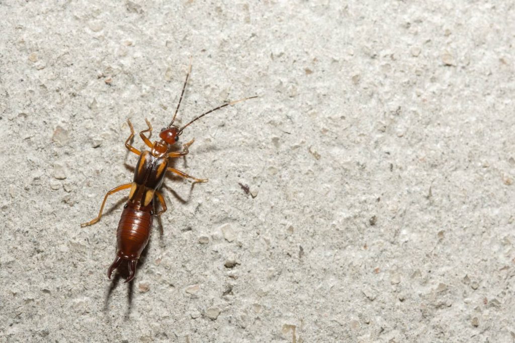 Once you notice an earwig you should start taking precautions to get rid of them. 