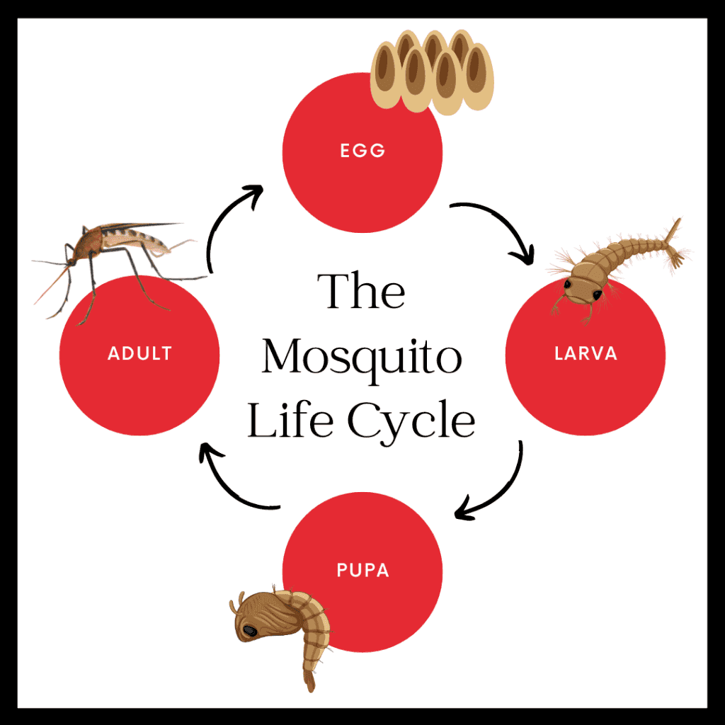 The Mosquito Life Cycle