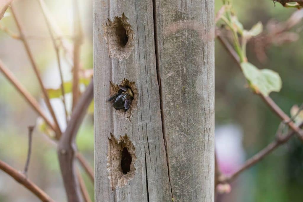 Carpenter bee destroying wood. 