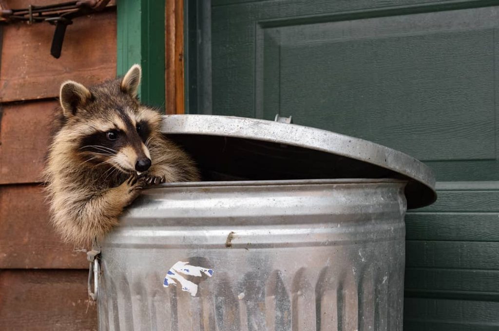 Raccoons love trashcans. 