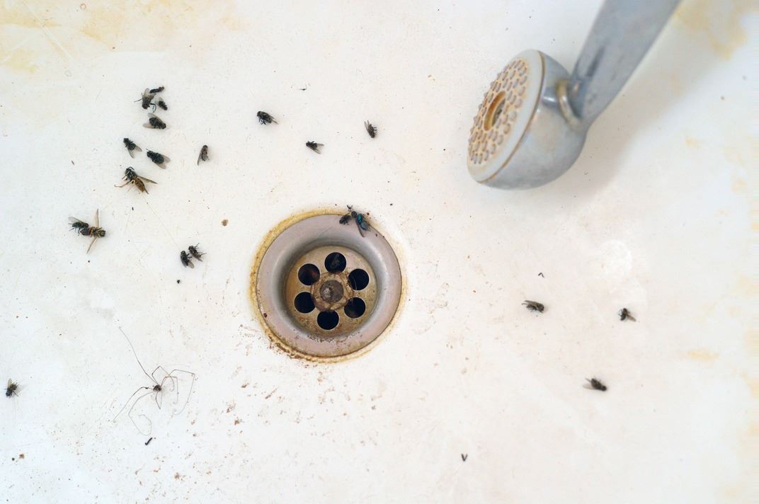 Other types of flies also like drains. It is important to keep drains clean to avoid any type of fly. 