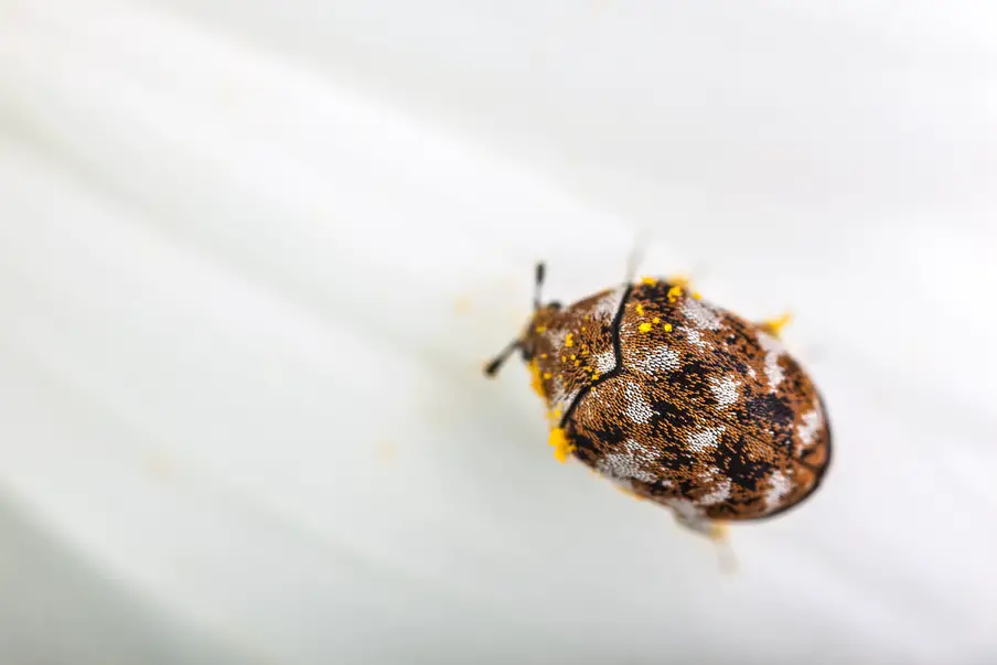 Carpet Beetles don't bite but can cause a rash. 