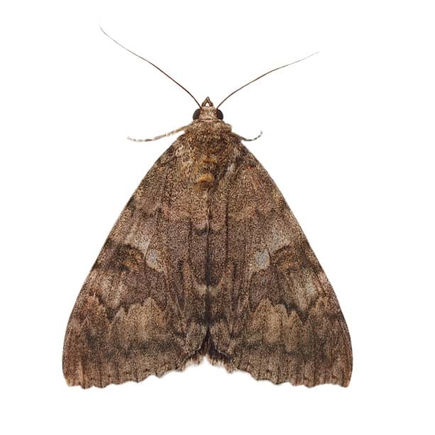 Moths are a food source for many animals. 