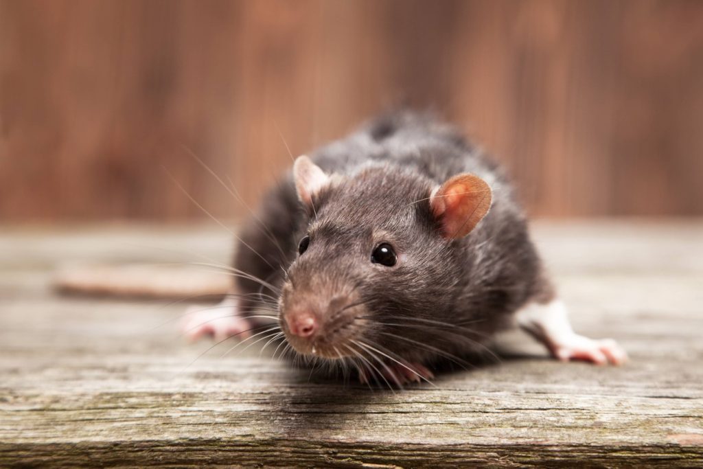 There aren't many smells rats hate and they love the warmth and shelter of a home. 