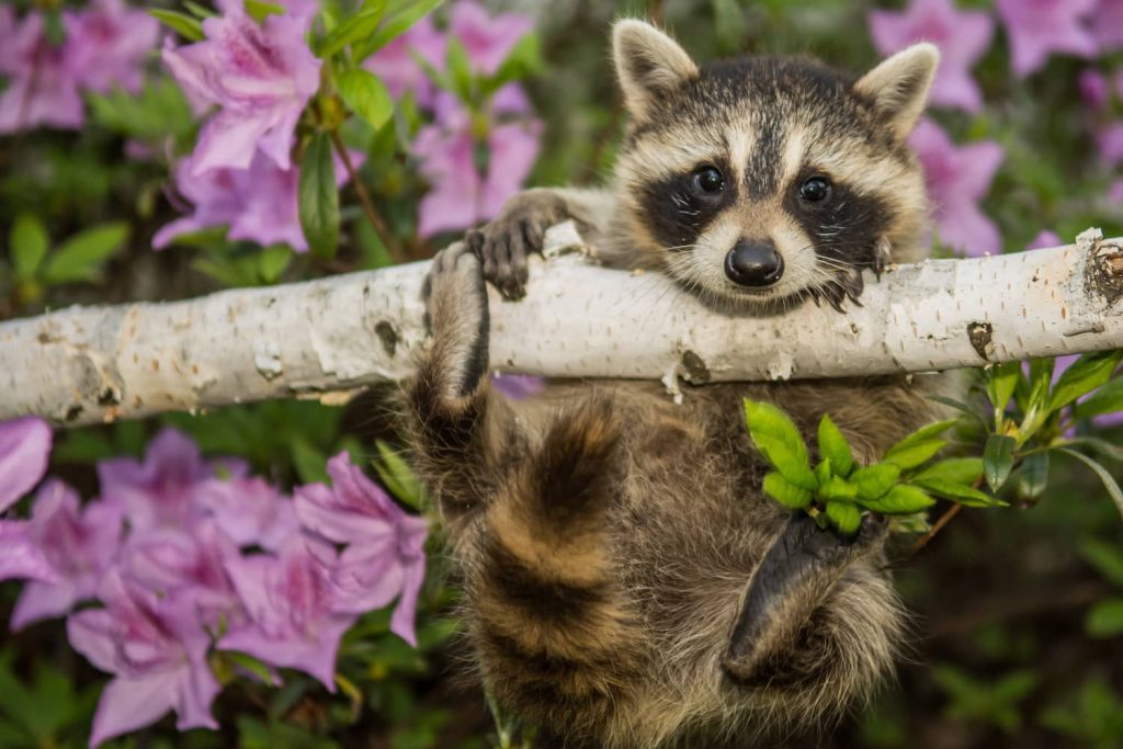 Raccoons go through various life stages. 