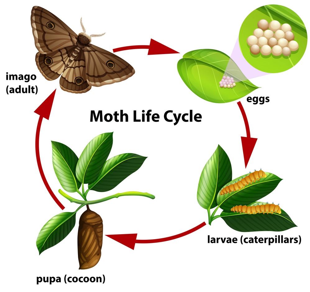 Lifecycle of the moth shows a start with eggs, then larvae, pupa, and then adult moth. 