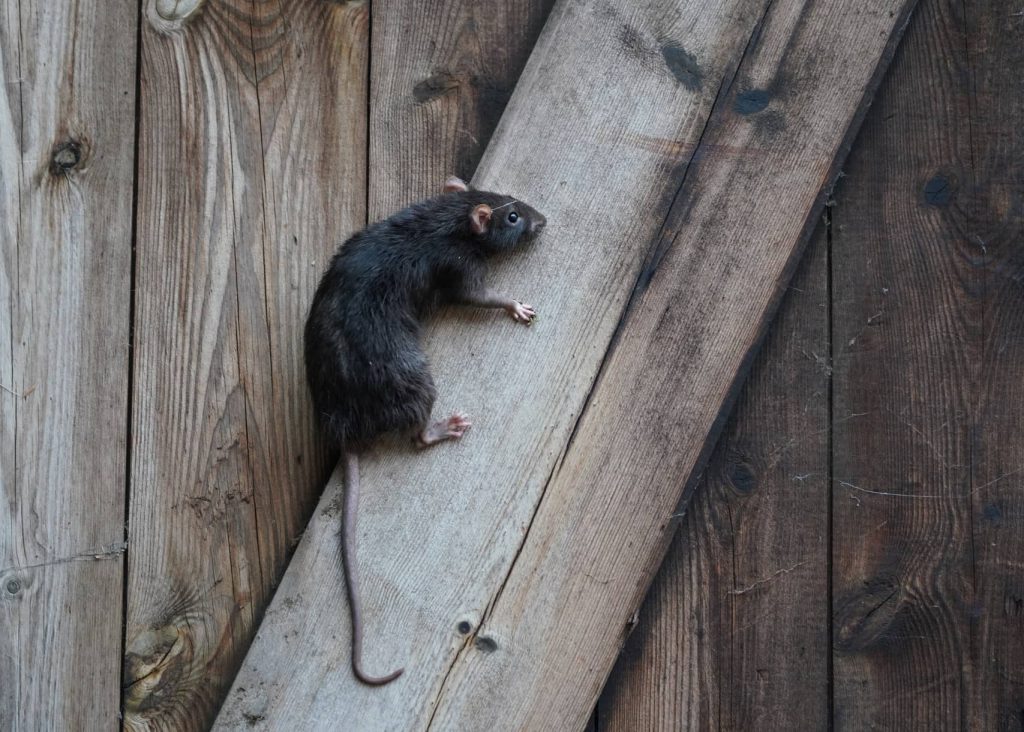 A rat climbing a wall