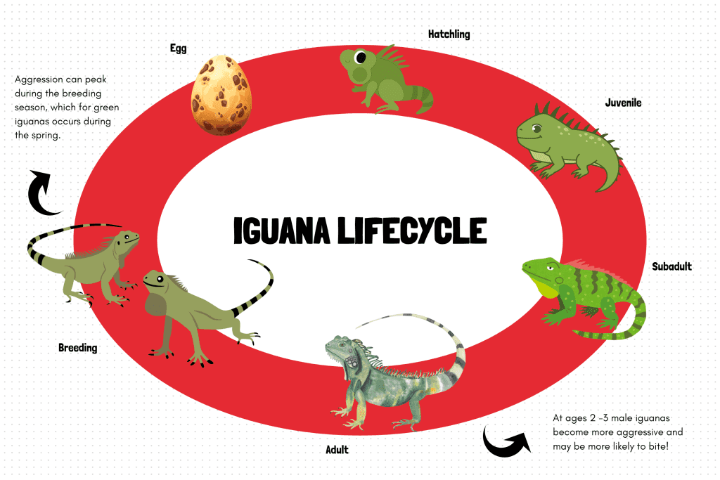 Do Iguanas Bite