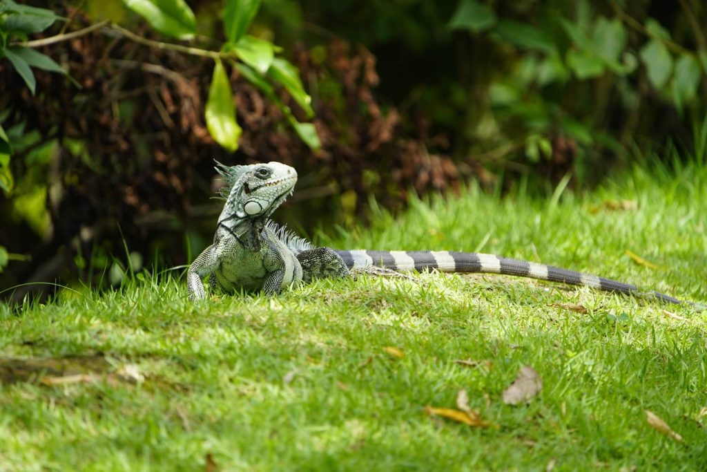 Keep an eye out for loose iguanas in your yard that might be laying eggs. 