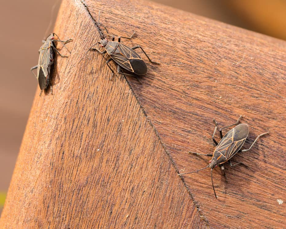 Boxelder bugs can be found in a variety of places inside or outside of your home. 