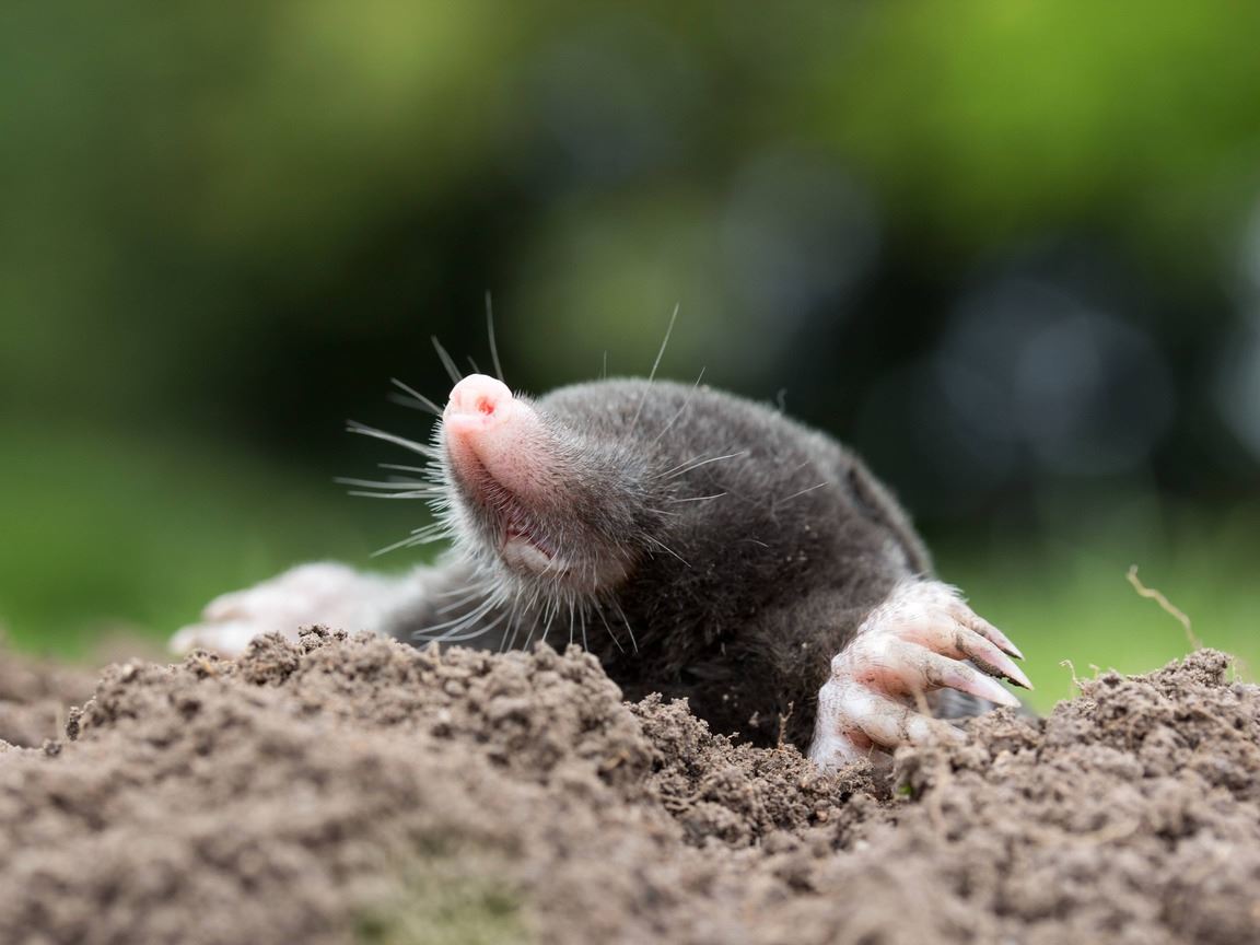 Moles like to dig and tear up the yard. You can use vinegar mixed with water to spray and soak the molehills. 