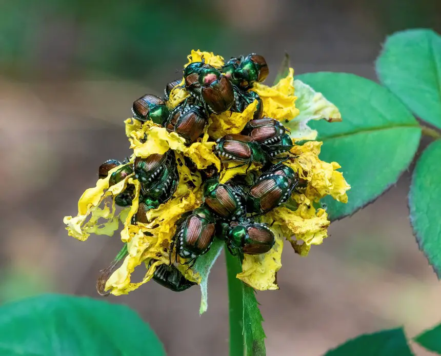 Japanese Beetles eat a leaf and destroy it. 