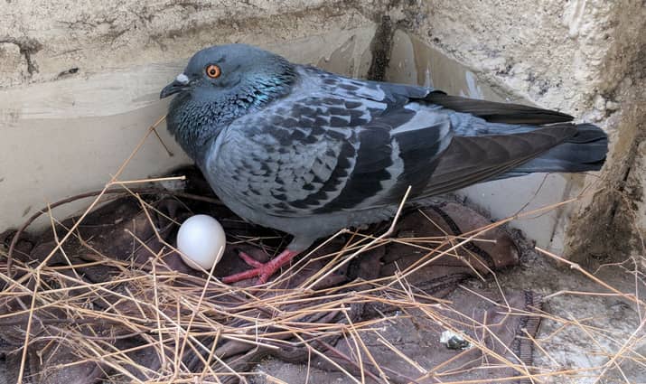 Pigeon egg is where the cycle starts. 