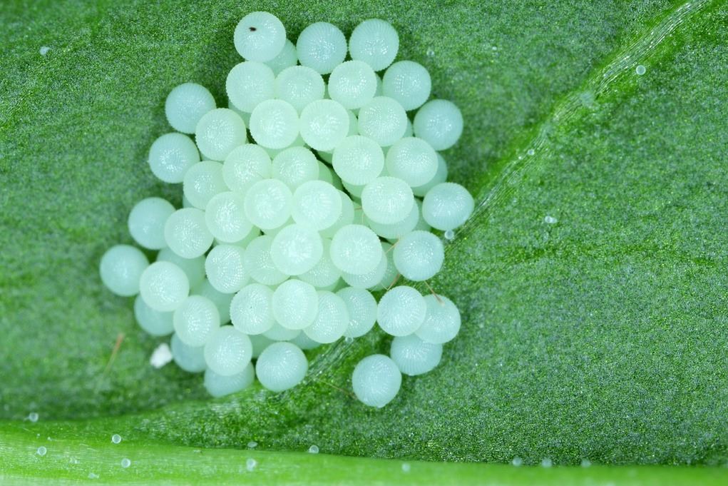 Moth eggs on a sugar beet leaf.  These types of eggs can be found on the underside of leaves, closets or even places the female moth likes to lay her eggs. 