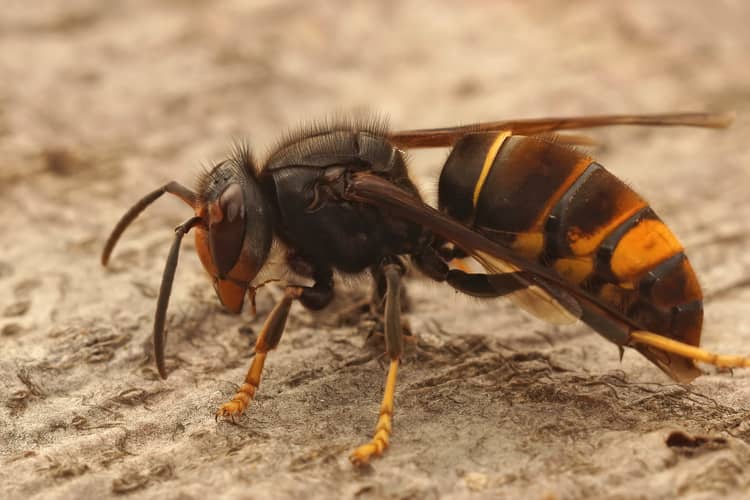 Asian Hornet can be dangerous .