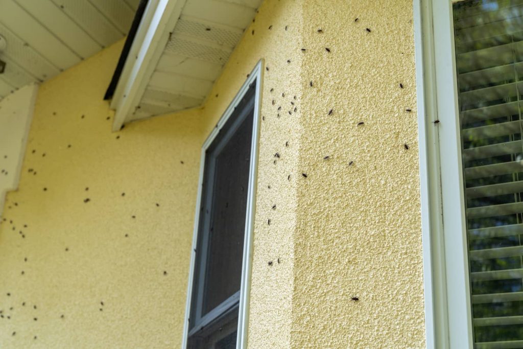 Swarm of boxelder bugs on the exterior of a home. 