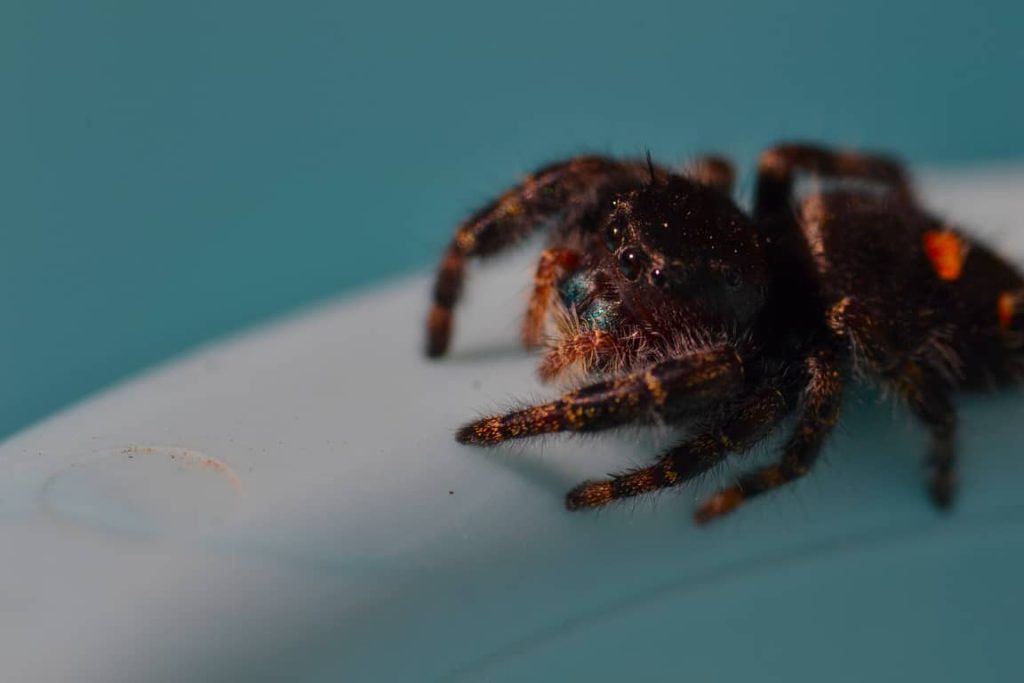 Bold jumping spiders are one type of jumping spider and can live six months to two years. 