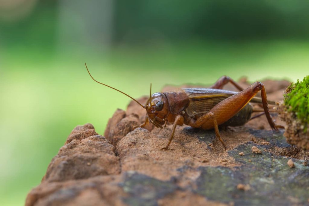 Crickets don't usually bite people but if they do it Is mild. 