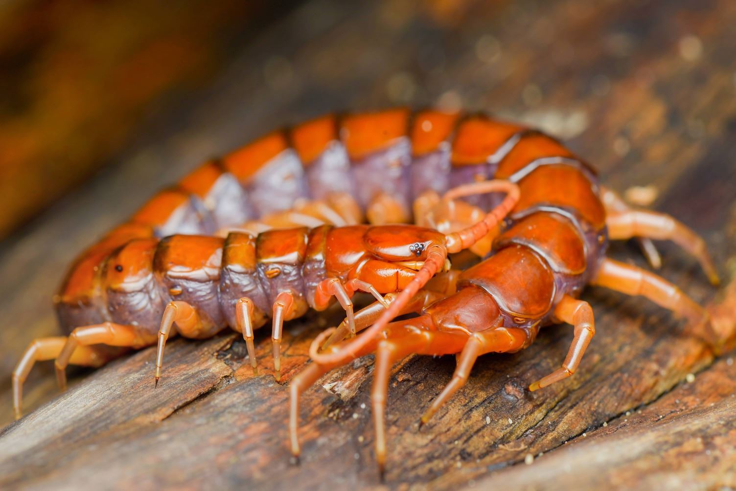 Centipedes mating on wood as they search for food to eat. 