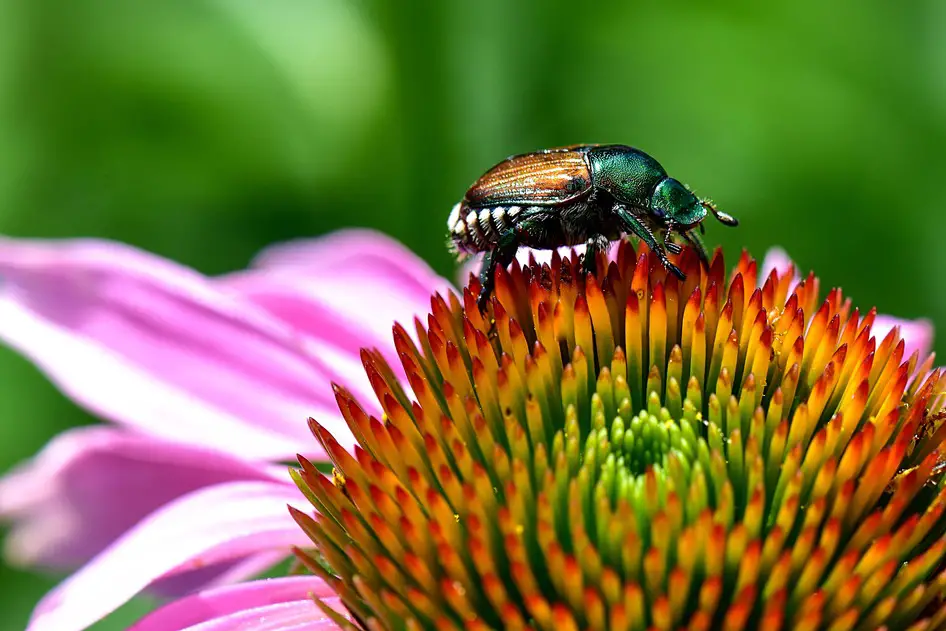 Japanese beetles don't bite but will tear up flowers. 