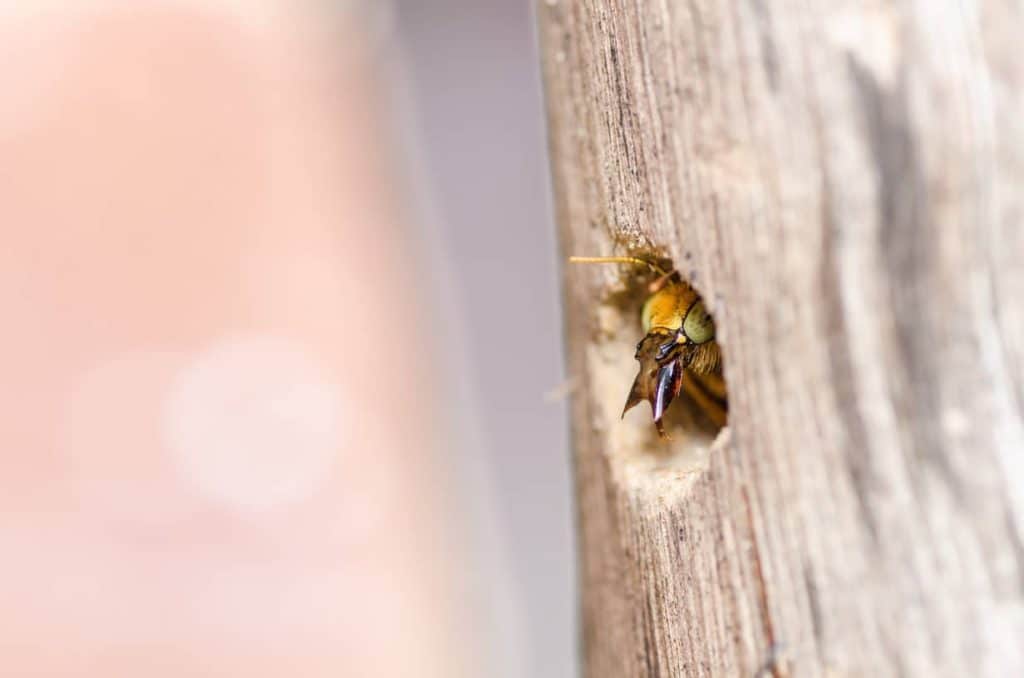 Carpenter bees are not dangerous but they do destroy wood. 