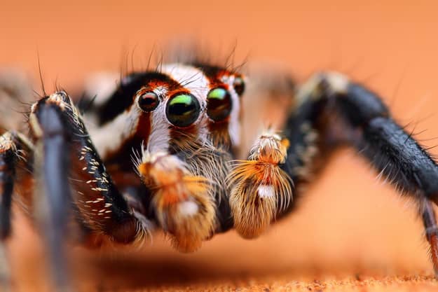 Plexippus Paykulli jumping spiders can live six months to two years. 