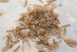 Winged termites that have shed their wings. 