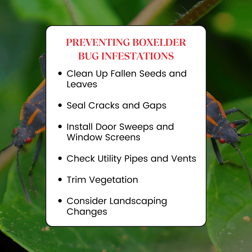 Preventing Boxelder Bug Infestations