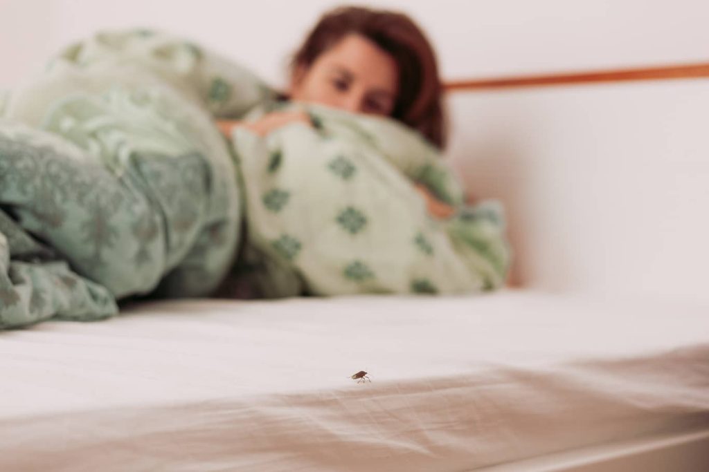 Bed bugs are an unsightly insect that you never want to see on your bed. 