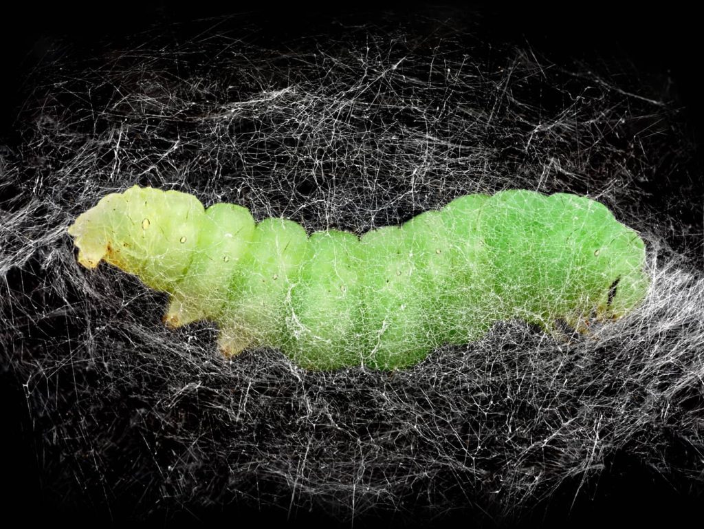 Caterpillar Stage 25