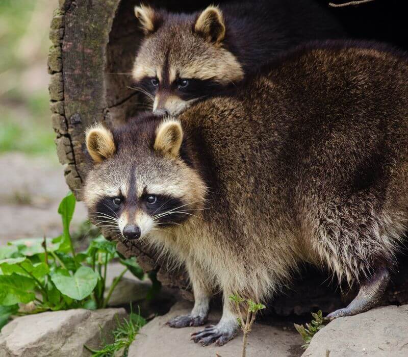 Racoons Removal