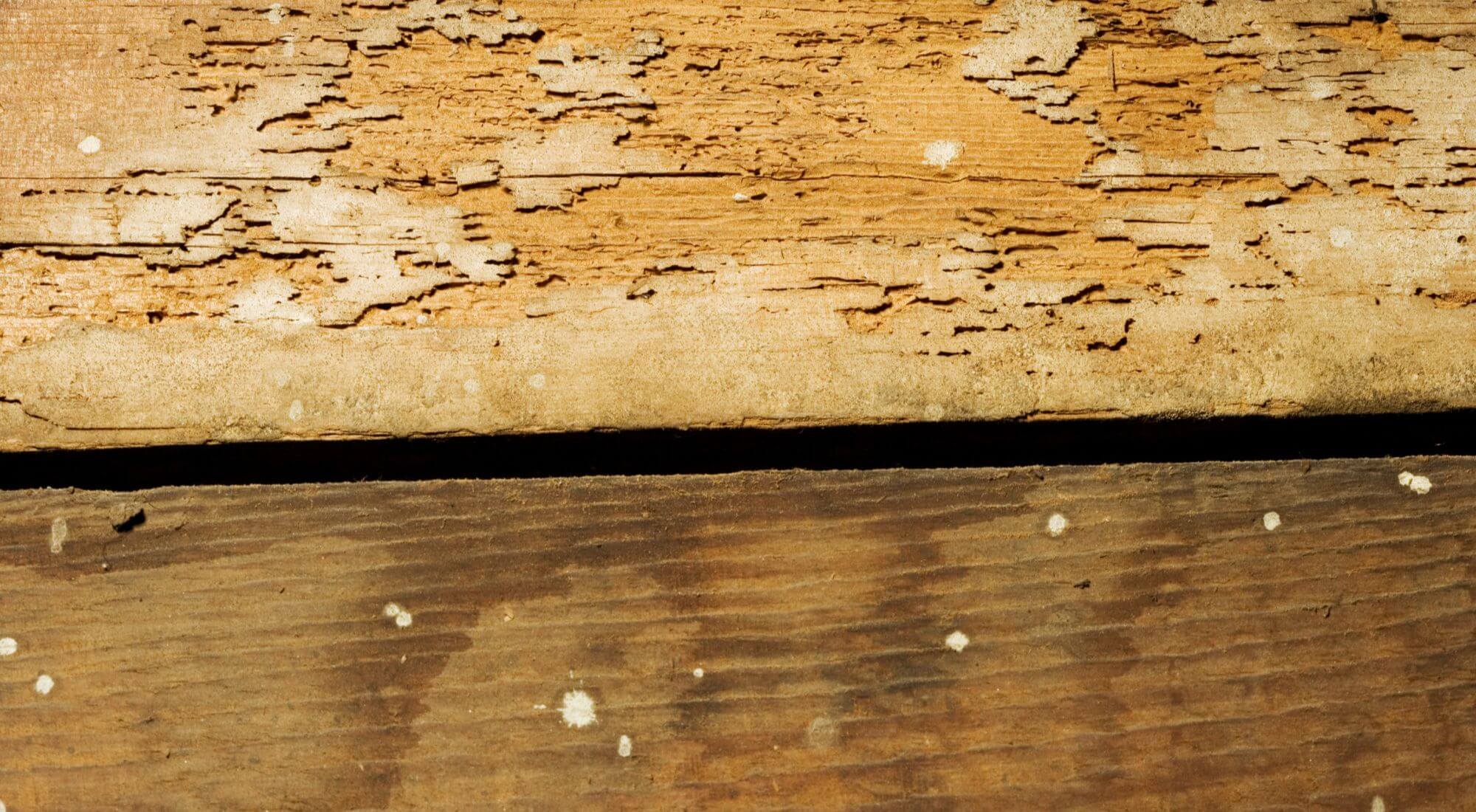 Termite Damage This Is How They Can Ruin Your Home1