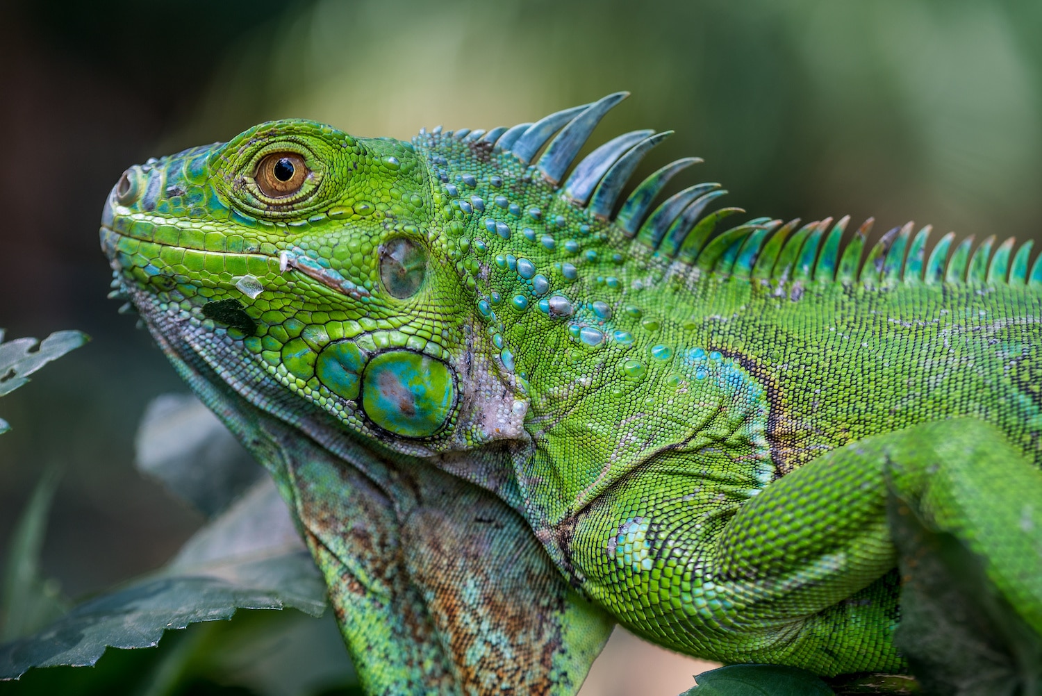 How Much Does Iguana Removal Cost in Oakland Park