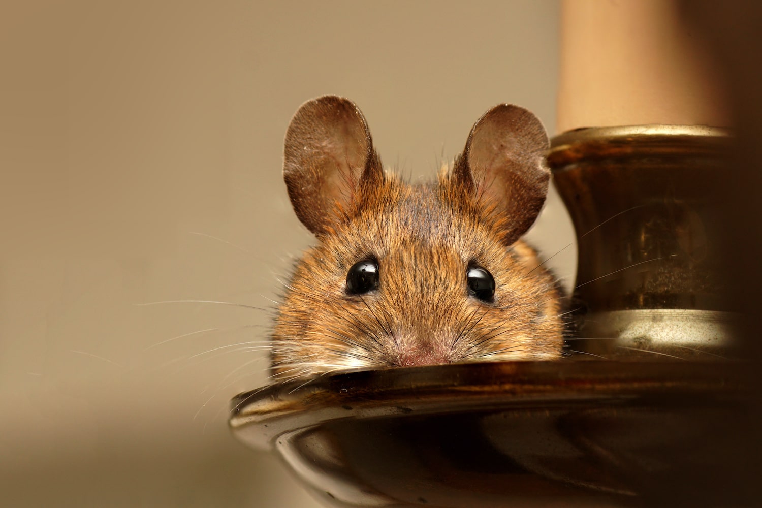 How Long Does It Take to Clean Up a Rodent Infestation in South Florida