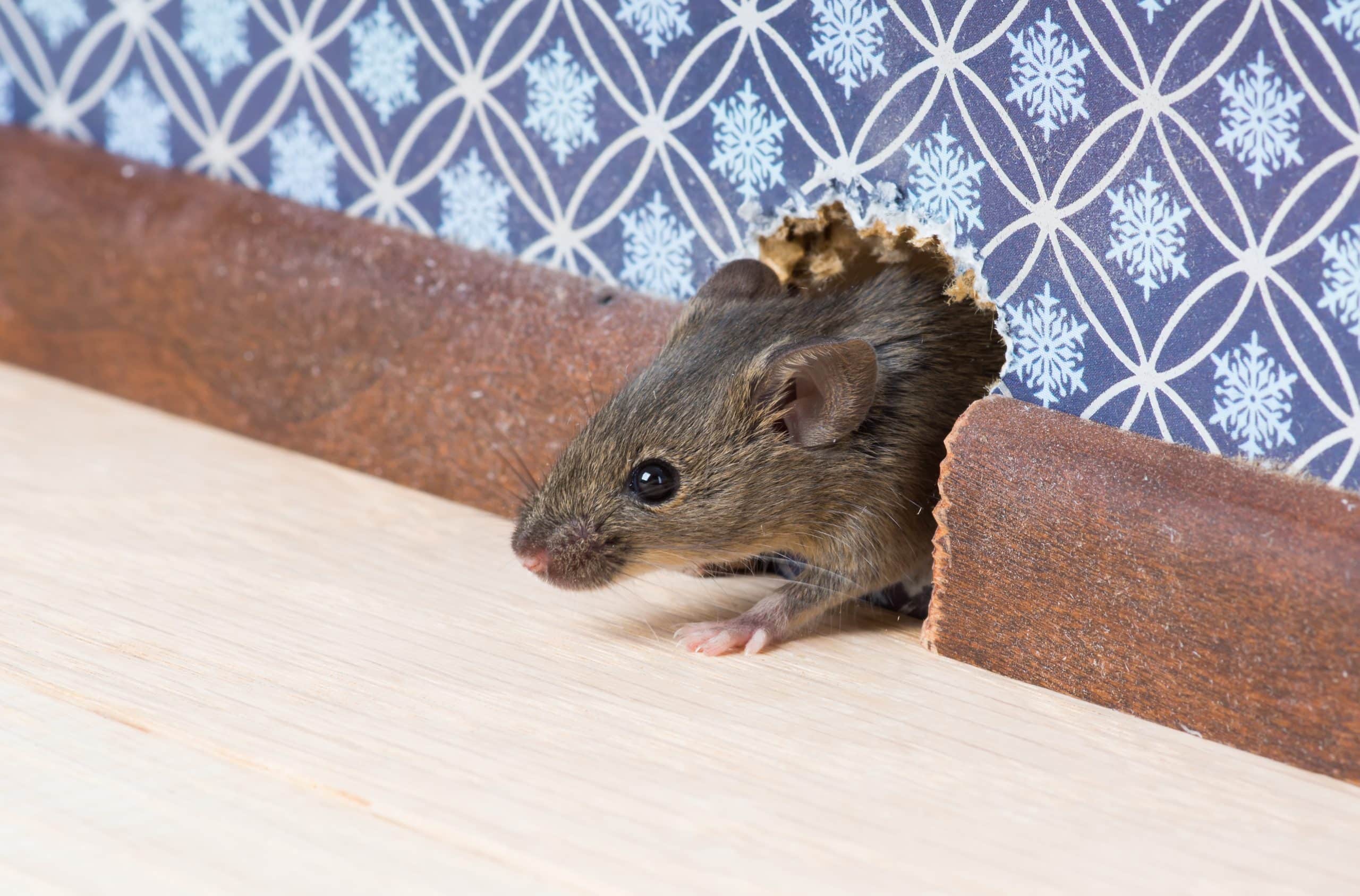 Remove Rodents Overland Park