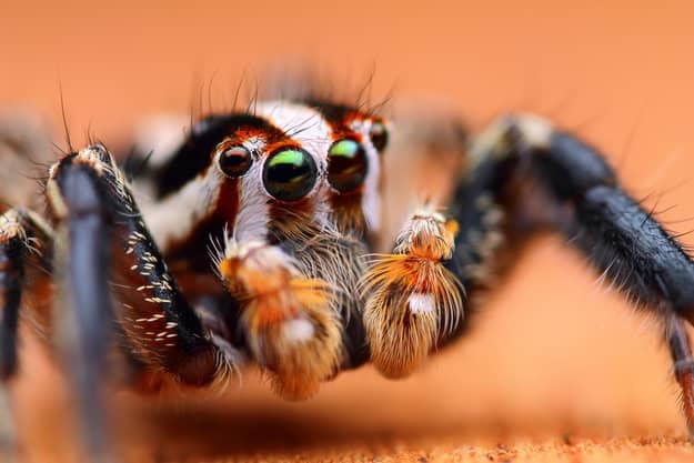 Plexippus Paykulli jumping spiders can live six months to two years.