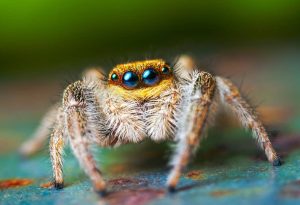 Jumping Spider Cover 25