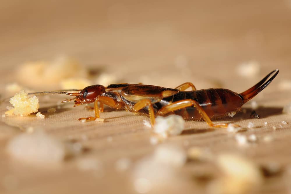 Coffee grounds are one small way to get rid of earwigs.