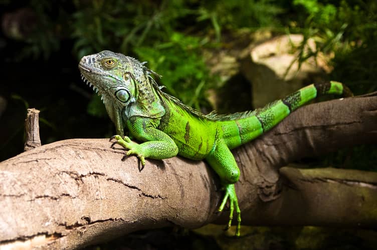 Green iguanas are the most prevalent kind.