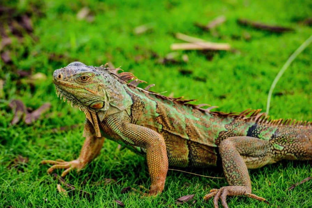 Green iguanas are common in Florida and lay eggs. 