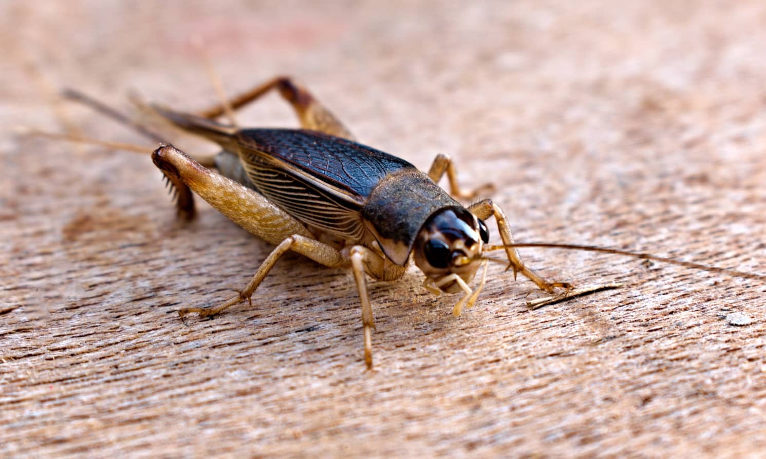 Crickets Dont Bite 25