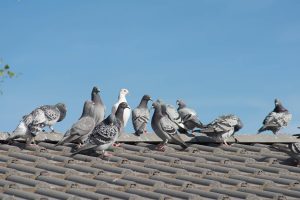 Pigeons On A House 25